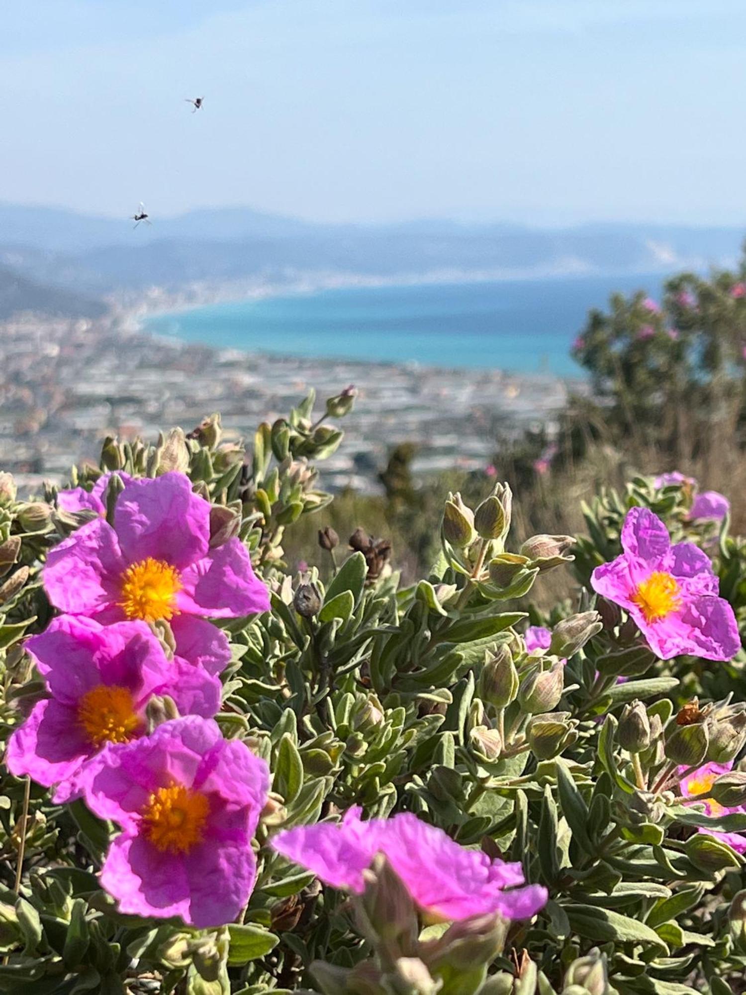 Le Torri Riviera Holiday Альбенга Екстер'єр фото